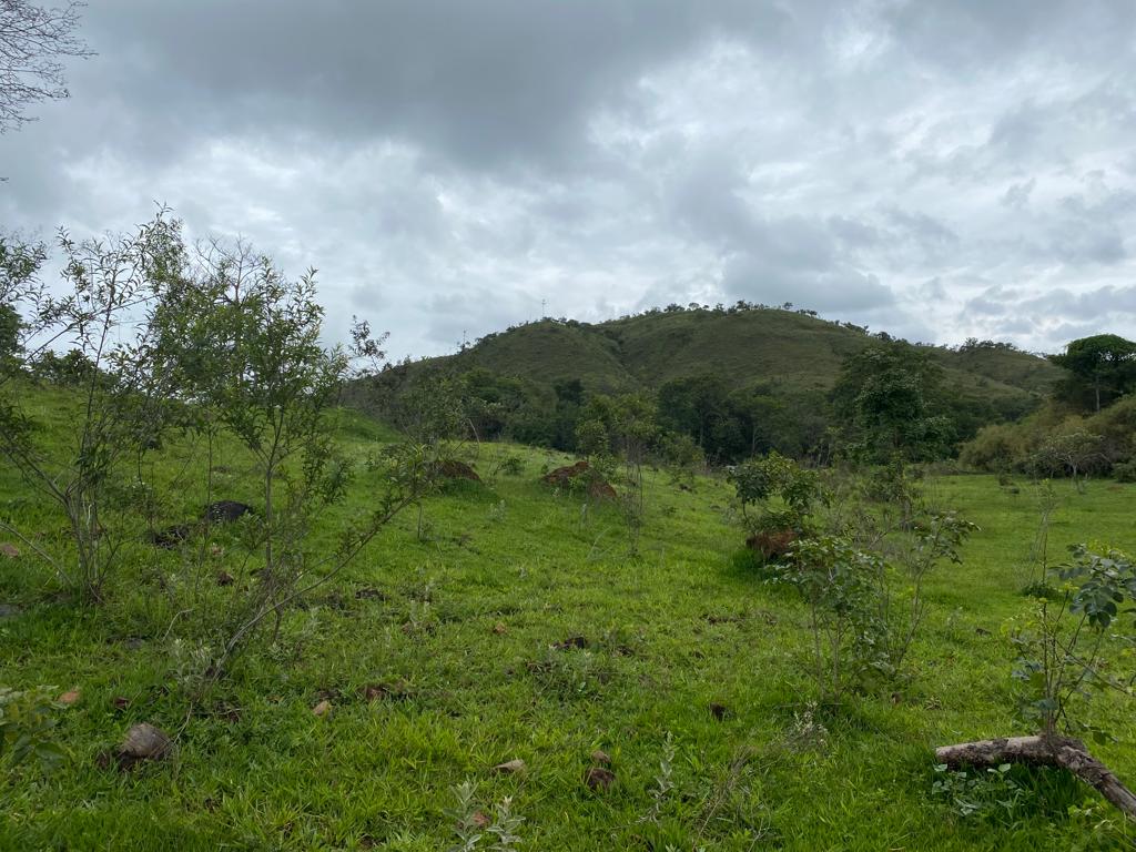 cupins querendo regeneracao.jpeg