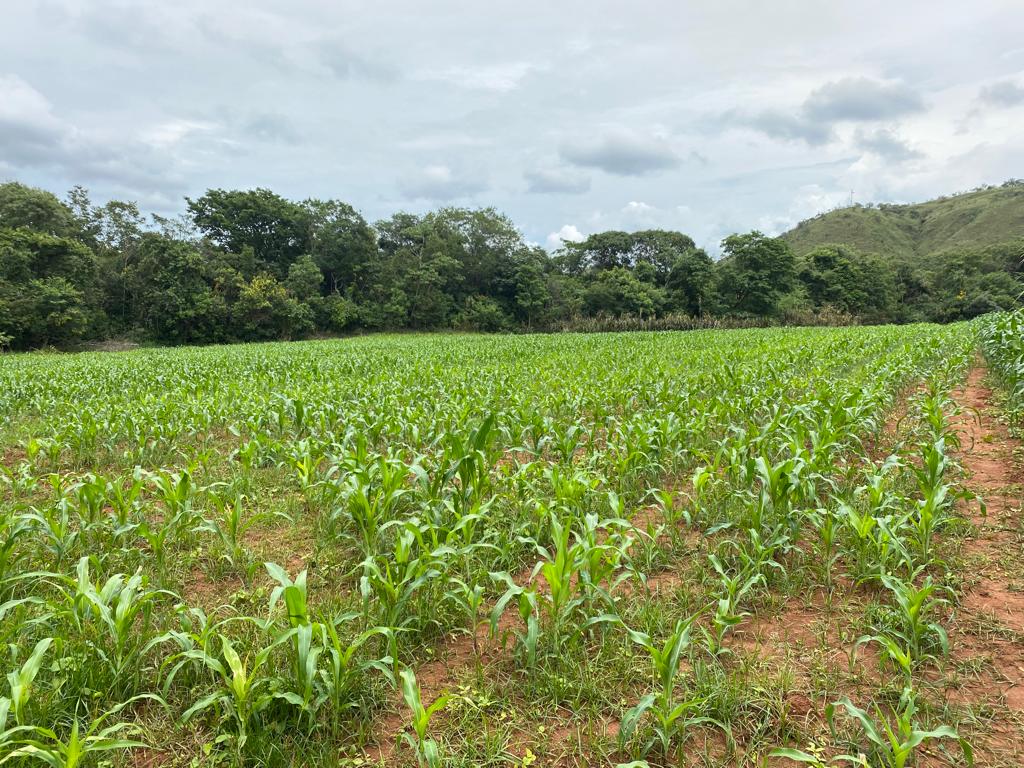 plantacao de milho.jpeg