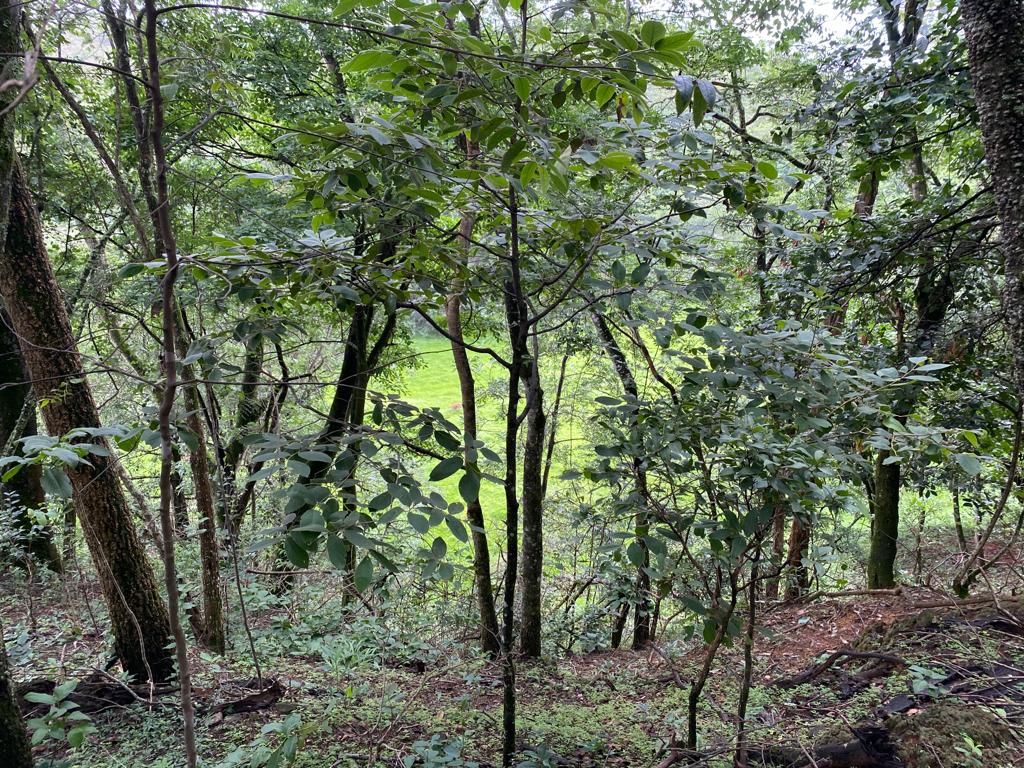 floresta quase aberta.jpeg