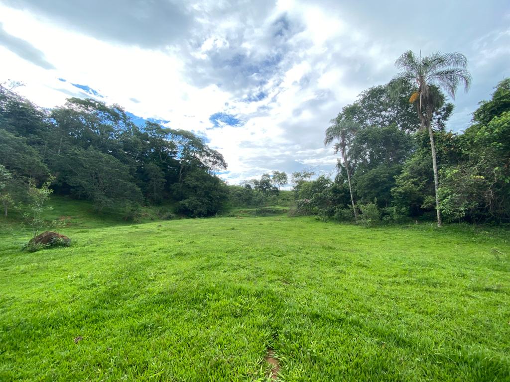 pasto para regenerar.jpeg