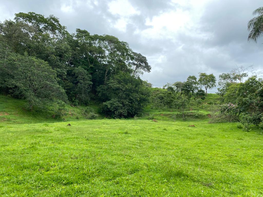 pastagem para regenera.jpeg